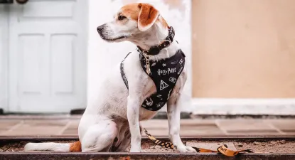 FreeFaro -  3% Cashback