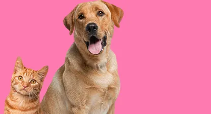 Tudo de Bicho -  4% Cashback